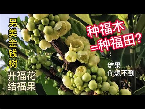 種福木好嗎|福木開花結果實, 就像柑桔.